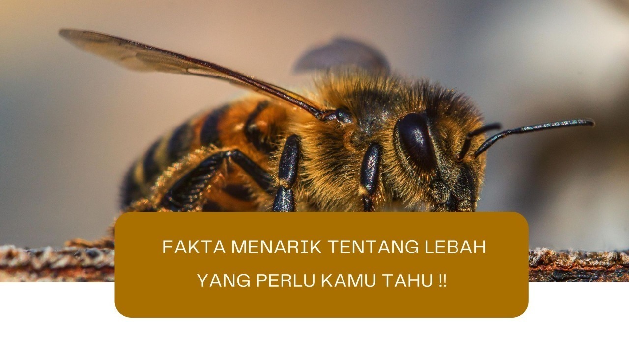 Fakta Menarik tentang Lebah yang Mungkin Belum Kamu Tahu !!